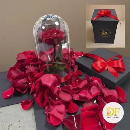 rosa eterna en medellin